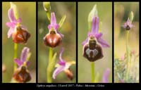 Ophrys-argolica4